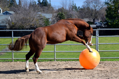 Balance Pads Pferd