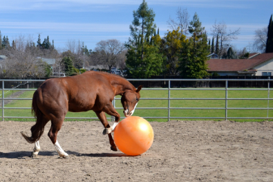 Balance Pads Pferd