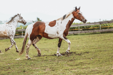 Criollos Pferd
