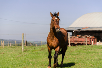 Criollos Pferd