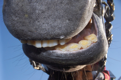 Wie viel Zähne hat ein Pferd
